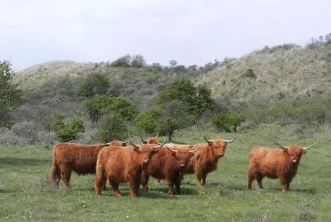 Dom wakacyjny Het Vossenhol Strategisch Tussen En Duin